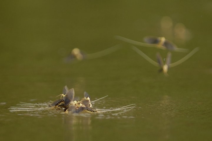 mayflies hatching on the Tisza, Bodrogzug